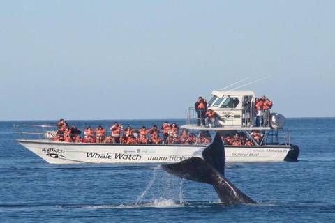 Whale Watching Tour: Puerto Madryn And Whale Watching Tour With Transfers Included
