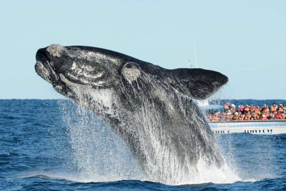 Puerto Madryn and Whale Watching Tour with Transfers Included - Tangol Tours - Argentina - Image 2