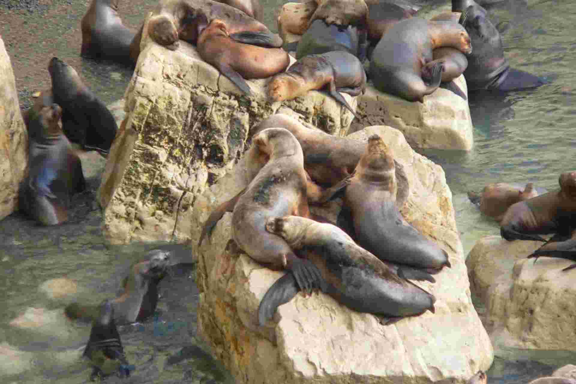 Puerto Madryn City Tour and Sea lions