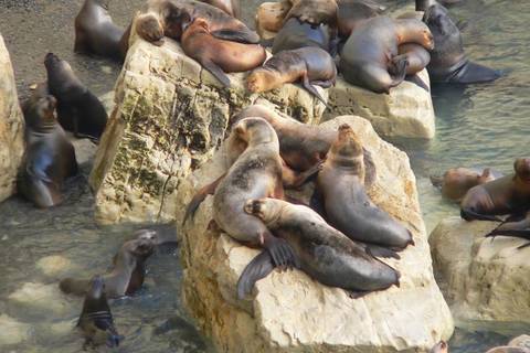 Argentina Self-guided Tours: Puerto Madryn City Tour And Sea Lions