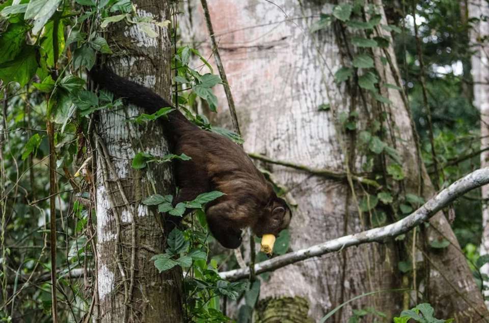 Puerto Maldonado Amazon Budget Eco-Lodge 4D/3N - undefined - Image 2