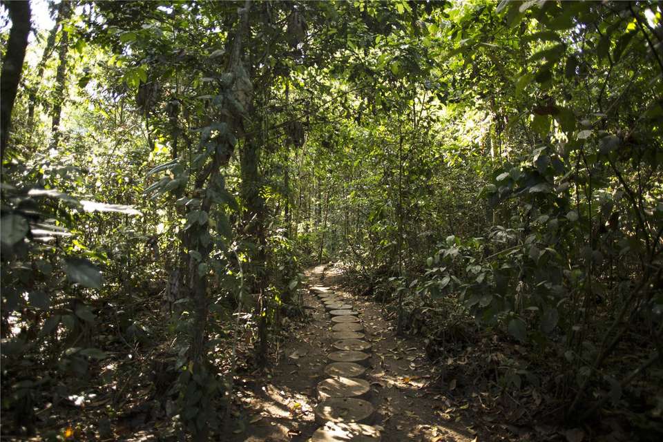 Puerto Maldonado Amazon Budget Eco-Lodge 6D/5N (from Cuzco) - Bamba - Peru - Image 2