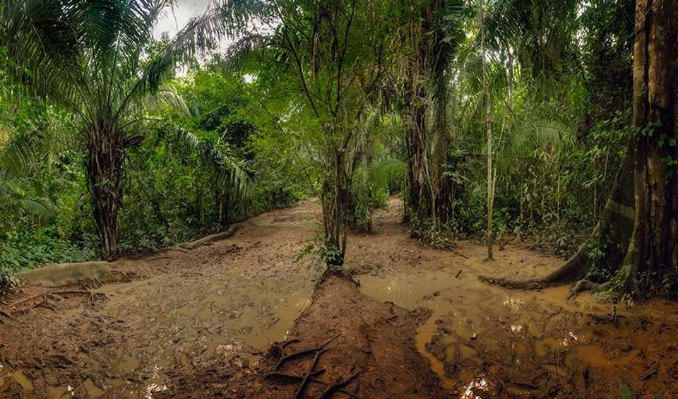 Puerto Maldonado Amazon Eco-Lodge 5D/4N (from Cuzco) - Bamba - Peru - Image 2