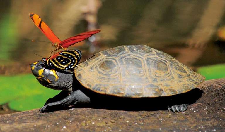 Puerto Maldonado Amazon Field Station 4D/3N (from Puerto Maldonado) trip - alternative tour available