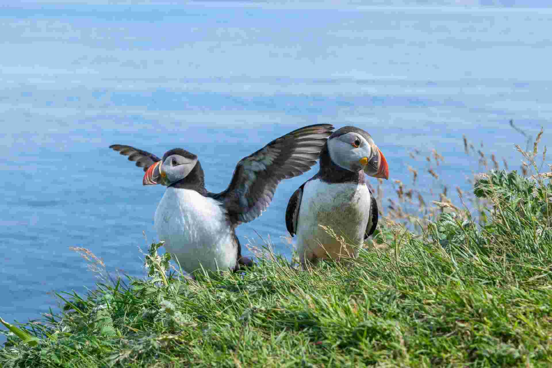 Puffin Island Hopper