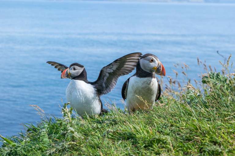 Puffin Island Hopper trip - alternative tour available