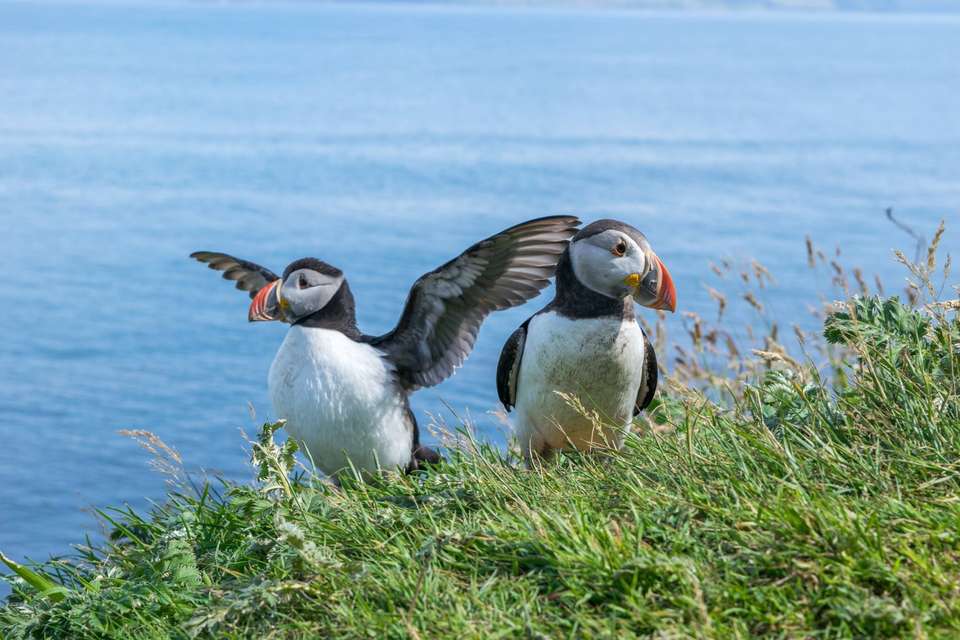 Puffin Island Hopper - Haggis Adventures - Scotland - Image 1