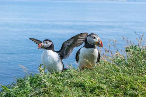 Puffin Island Hopper - July 2026