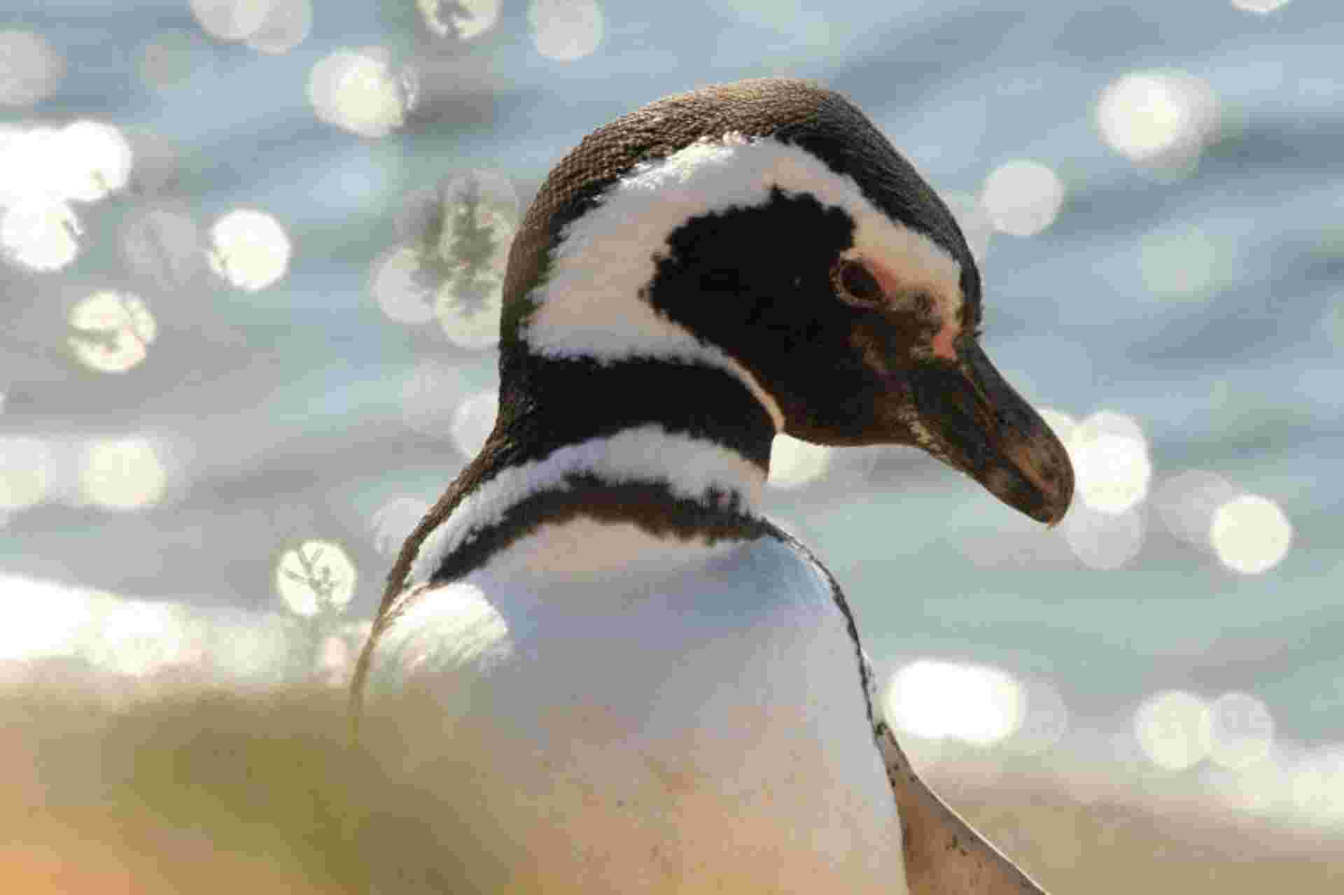 Punta Tombo Penguin Watching and Gaiman Visit from Puerto Madryn