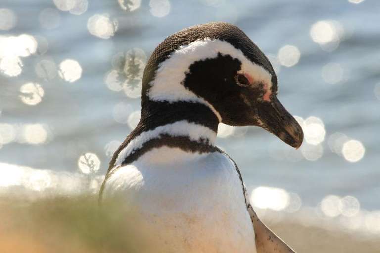 Punta Tombo Penguin Watching and Gaiman Visit from Puerto Madryn trip - alternative tour available