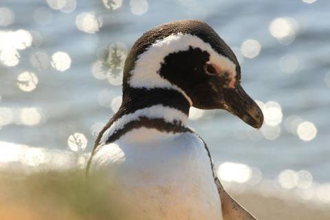 Bird Watching Tour: Punta Tombo Penguin Watching And Gaiman Visit From Puerto Madryn