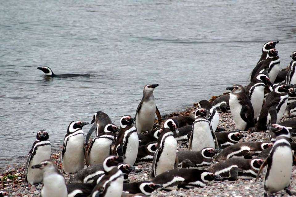Punta Tombo Penguin Watching and Gaiman Visit from Puerto Madryn - Tangol Tours - Argentina - Image 2