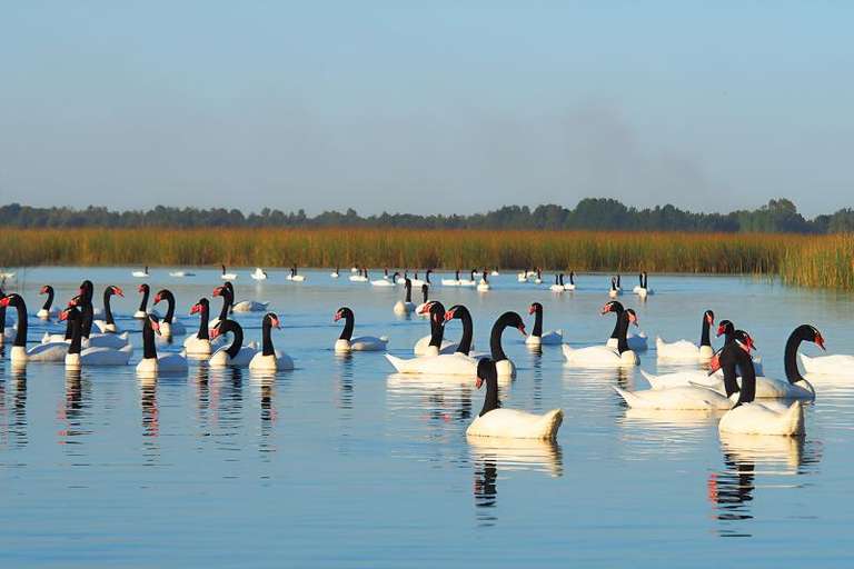 Punucapa Navigation & Natural Sanctuary in Valdivia trip - alternative tour available