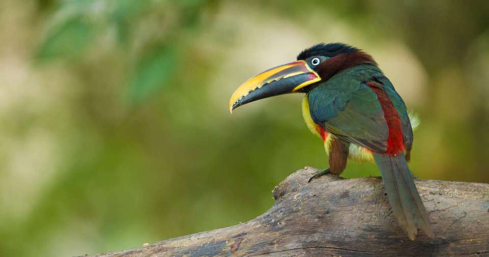 Pure Brazil - Explore - Brazil - Image 15