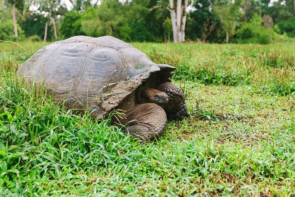 Pure Galapagos (Grand Daphne) - Intrepid Travel - Ecuador - Image 3
