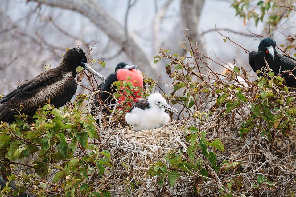 Pure Galapagos (Grand Daphne) - Intrepid Travel - Ecuador - Image 6