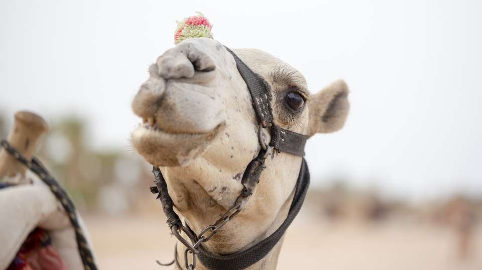 Pyramids tour from Cairo - Ibermundo Travel Egypt - Egypt - Image 4