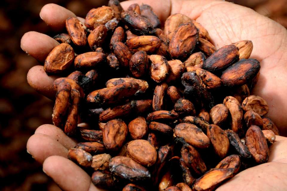 Quindío Chocolate Tour with Tastings & Guide - Tangol Tours - Colombia - Image 5