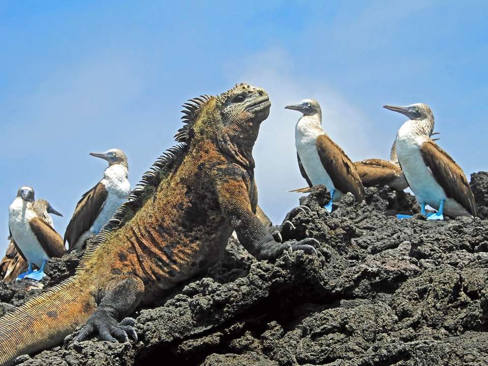 Quito & Galapagos Cruise - 7 days - On The Go Tours - Ecuador - Image 2