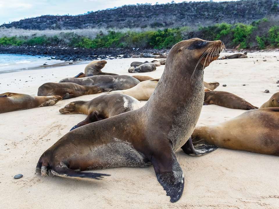 Quito & Galapagos Cruise - 7 days - On The Go Tours - Ecuador - Image 4