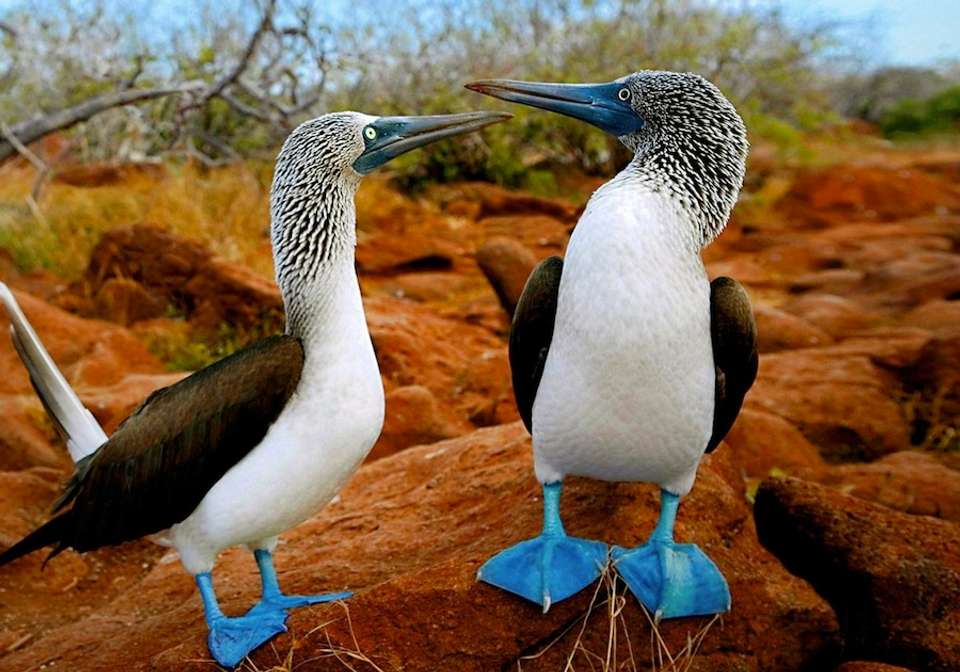 Quito And Legend Galapagos Cruise - Indus Travels - Ecuador - Image 5