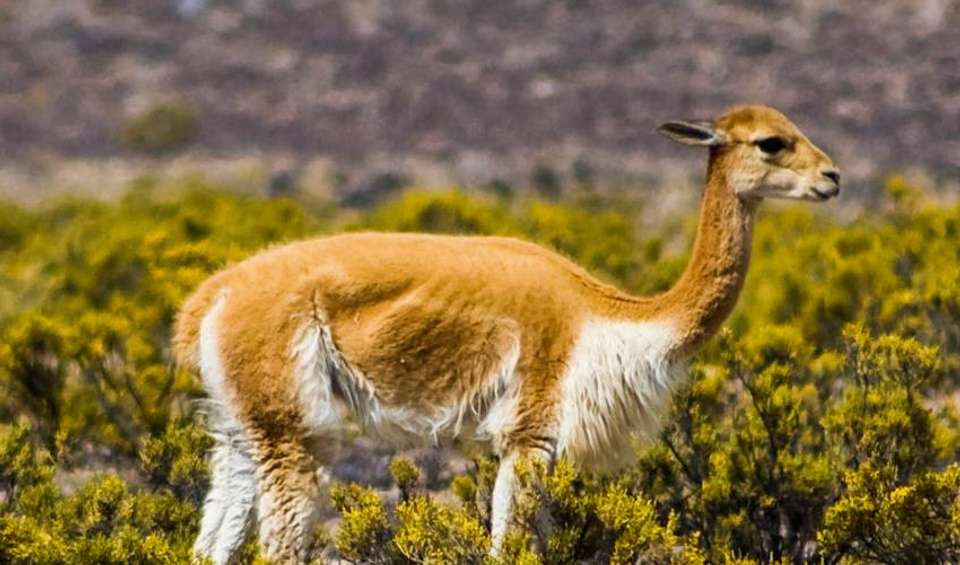 Rainbow Mountain Trek - Bamba - Peru - Image 5