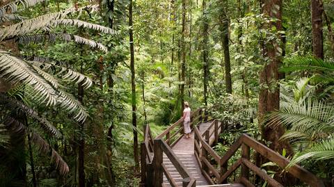 Daintree Rainforest & Port Douglas – 3 Day Boutique Tour