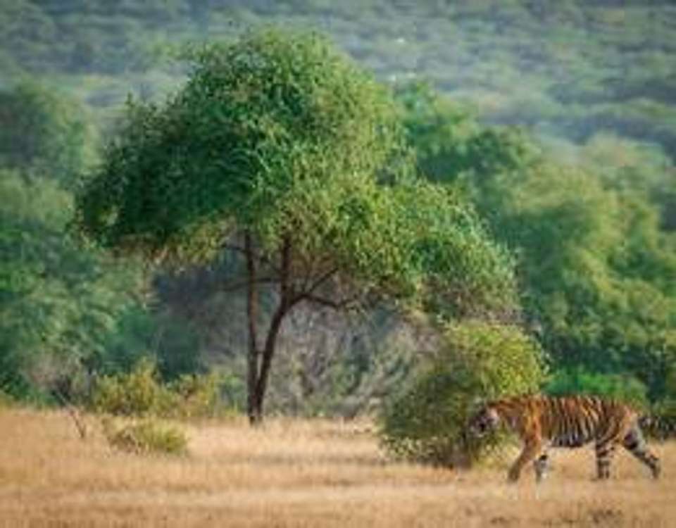 Rajasthan & Golden Triangle Adventure - 13 days - On The Go Tours - India - Image 3