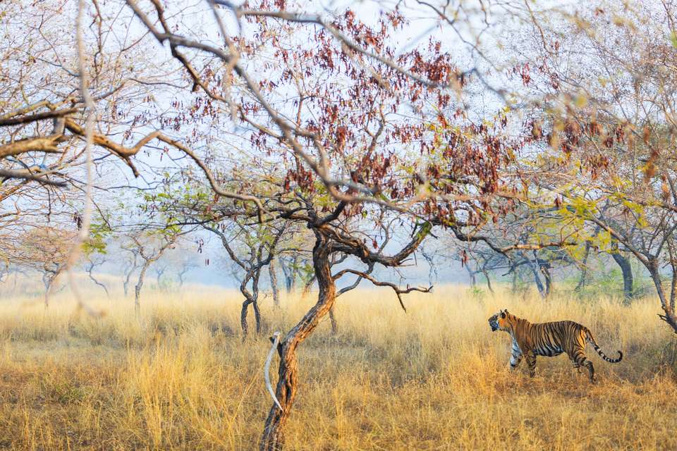 Rajasthan Highlights by Bike - Exodus Adventure Travels - India - Image 11