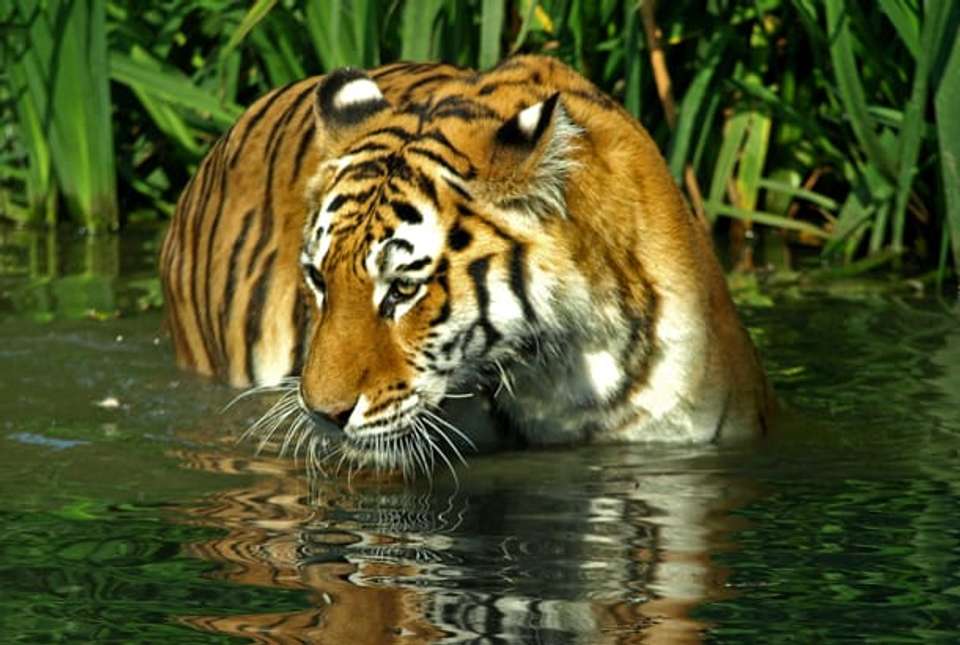Rajasthan, Ranthambore & Royal Castle - 14 days - On The Go Tours - India - Image 9