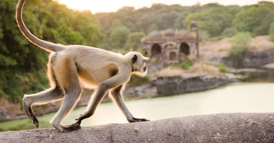 Ranthambore Wildlife Extension - Explore - India - Image 1