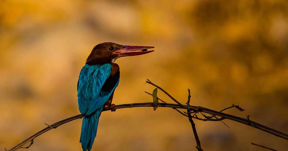 Ranthambore Wildlife Extension - Explore - India - Image 3