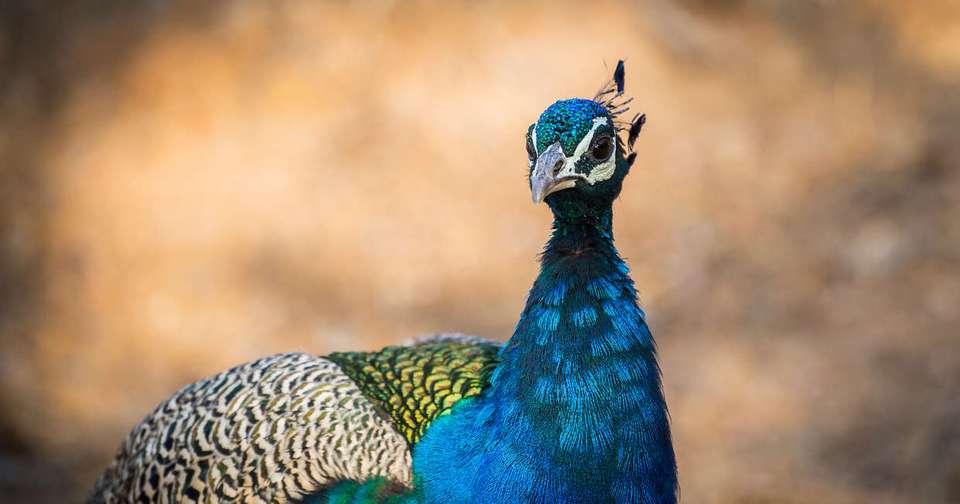Ranthambore Wildlife Extension - Explore - India - Image 4