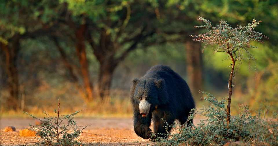 Ranthambore Wildlife Extension - Explore - India - Image 5