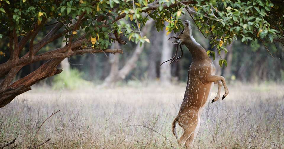 Ranthambore Wildlife Extension - Explore - India - Image 6