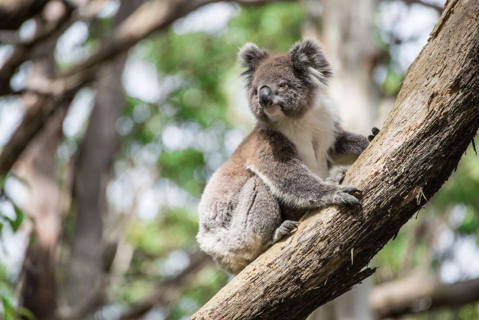 Real Australia - Intrepid Travel - Australia - Image 6
