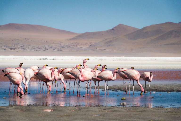 Real Bolivia & Argentina trip - alternative tour available
