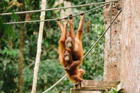 Real Borneo - August 2026