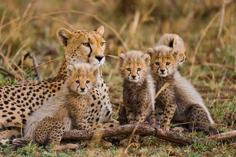 Wildlife Safaris And Game Drives Tour: Real Southern Africa