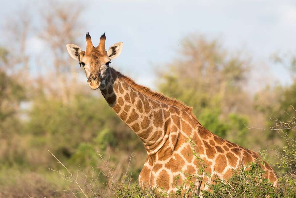 Real Southern Africa - undefined - Image 3