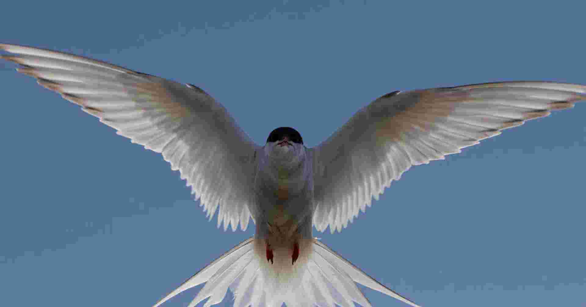 Realm of the Polar Bear - Douglas Mawson