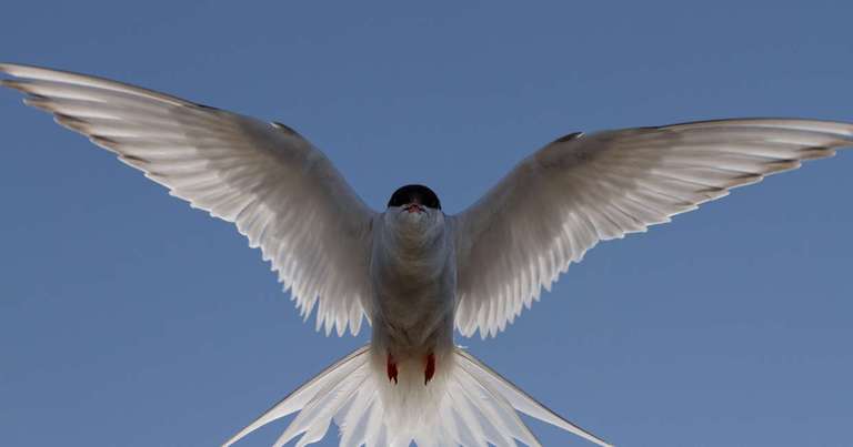 Realm of the Polar Bear - Douglas Mawson trip - alternative tour available