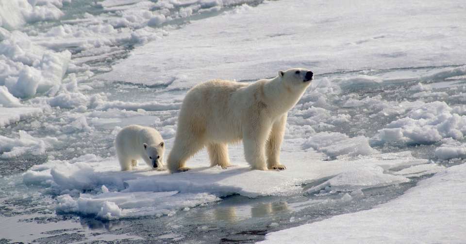 Realm of the Polar Bear - Douglas Mawson - Explore - Norway - Image 4