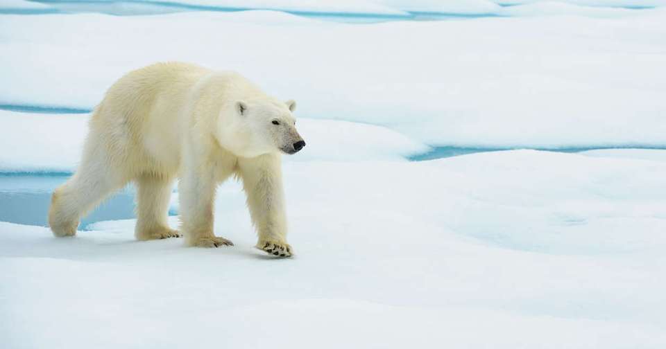 Realm of the Polar Bear - Douglas Mawson - Explore - Norway - Image 6