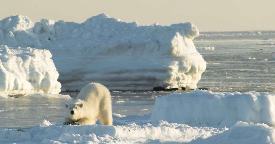 Realm of the Polar Bear - Douglas Mawson - Explore - Norway - Image 7