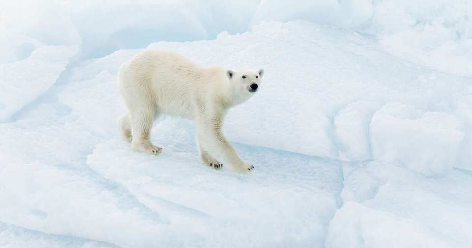 Realm of the Polar Bear - Expedition - Explore - Norway
