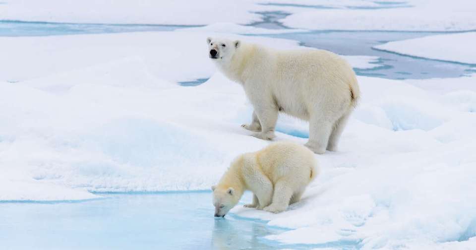 Realm of the Polar Bear - Expedition - Explore - Norway