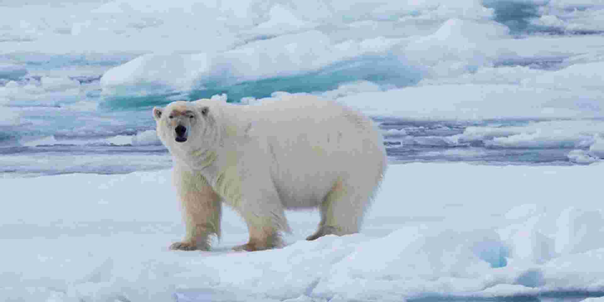 Realm of the Polar Bear in Depth