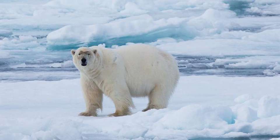 Realm of the Polar Bear in Depth - G Adventures - Norway - Image 1