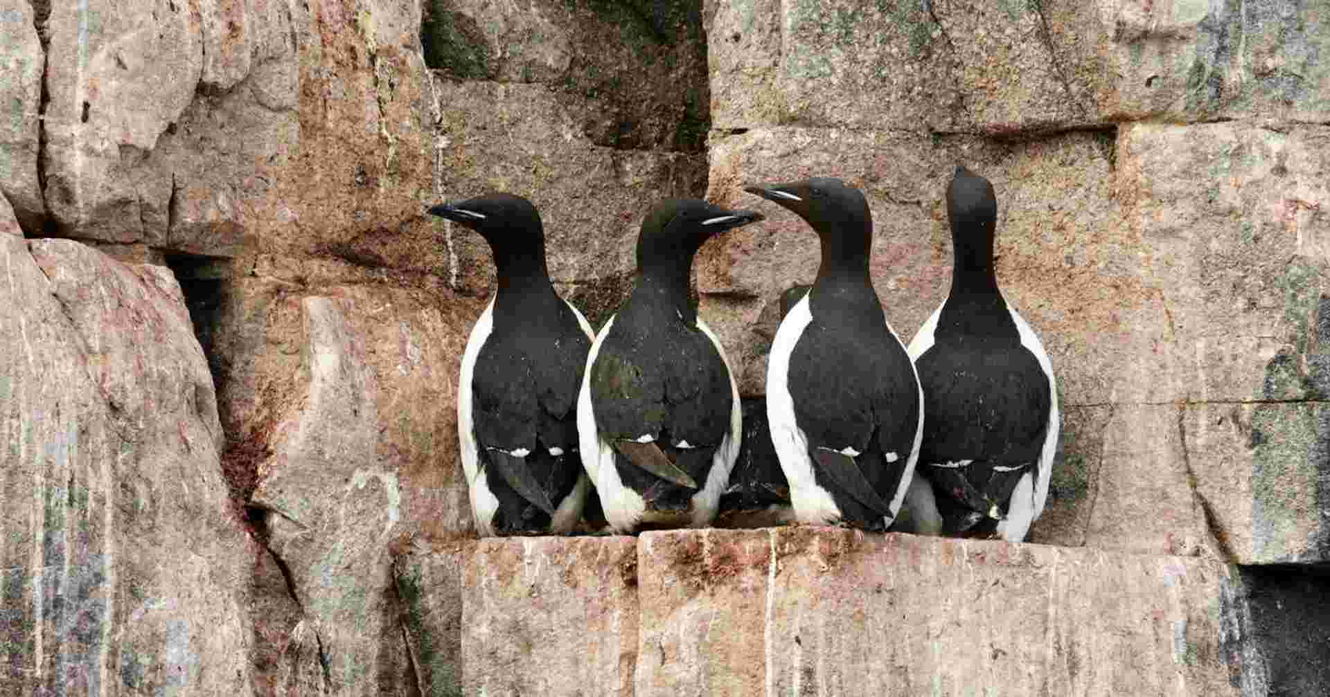 Realm of the Polar Bear In Depth - Douglas Mawson